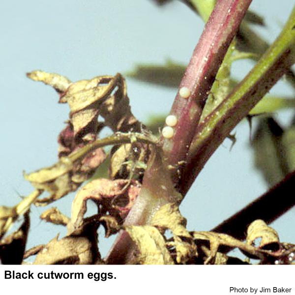 Black cutworm eggs